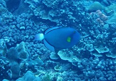 Melichthys vidua