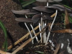 Parasola lilatinctoides