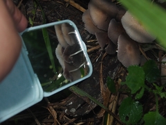 Parasola lilatinctoides
