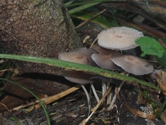 Parasola lilatinctoides
