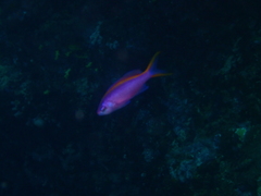 Mirolabrichthys tuka
