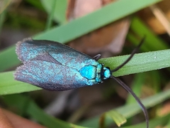 Pollanisus viridipulverulenta