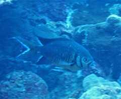 Chromis weberi