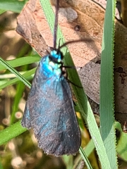 Pollanisus viridipulverulenta