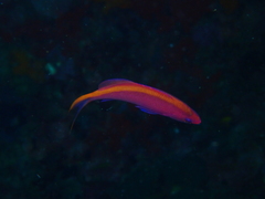 Mirolabrichthys tuka