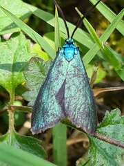 Pollanisus viridipulverulenta