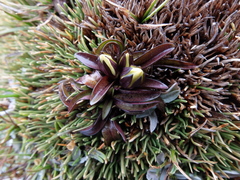 Gentianella amabilis
