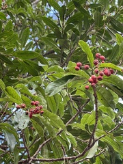 Photinia niitakayamensis