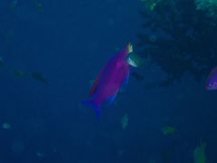 Mirolabrichthys tuka