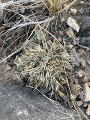 Astragalus calycosus