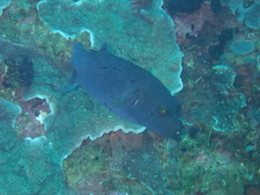 Arothron nigropunctatus