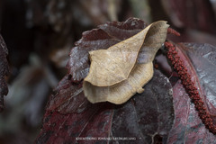 Chilkasa falcata