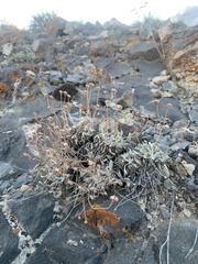 Eriogonum mancum