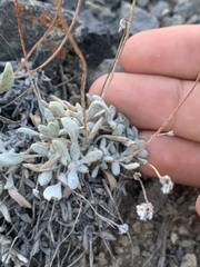 Eriogonum mancum
