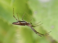 Argiope protensa