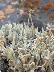 Eriogonum mancum