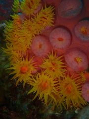 Tubastraea coccinea