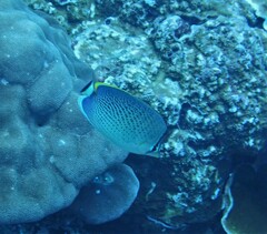 Chaetodon guttatissimus