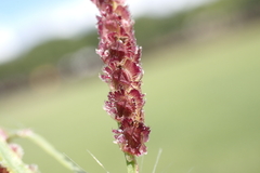 Paspalum fimbriatum
