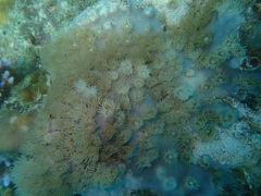 Duncanopsammia peltata