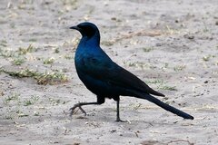 Lamprotornis australis