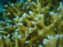 Millepora tenera