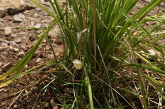 Pieris rapae