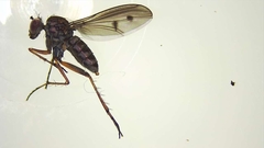 Tetrachaetus bipunctatus