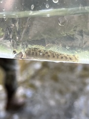 Etheostoma flabellare