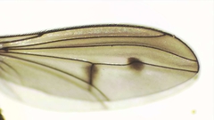 Tetrachaetus bipunctatus