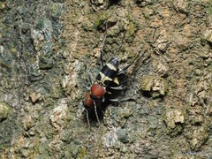 Xylotrechus rufilius