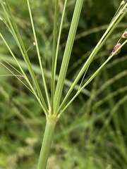Paniceae