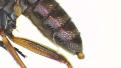 Tetrachaetus bipunctatus