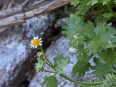Perityle emoryi
