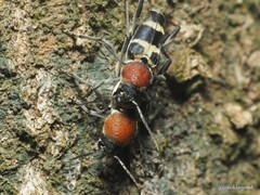 Xylotrechus rufilius