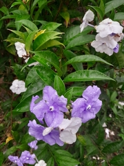 Brunfelsia grandiflora