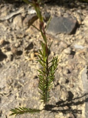 Pimelea linifolia