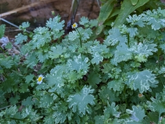 Perityle emoryi