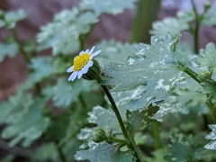Perityle emoryi