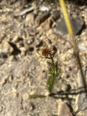 Pimelea linifolia