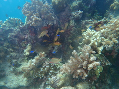 Pseudanthias huchtii