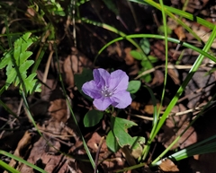 Ruellia caroliniensis