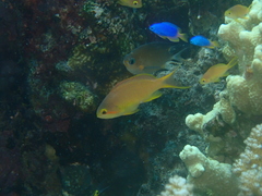 Pseudanthias huchtii