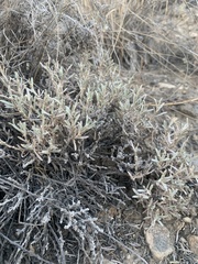 Tetradymia canescens