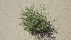 Chaetadelpha wheeleri