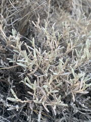 Tetradymia canescens