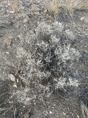 Tetradymia canescens