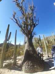 Beaucarnea