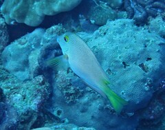 Ctenochaetus cyanocheilus