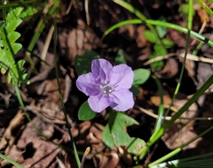 Ruellia caroliniensis